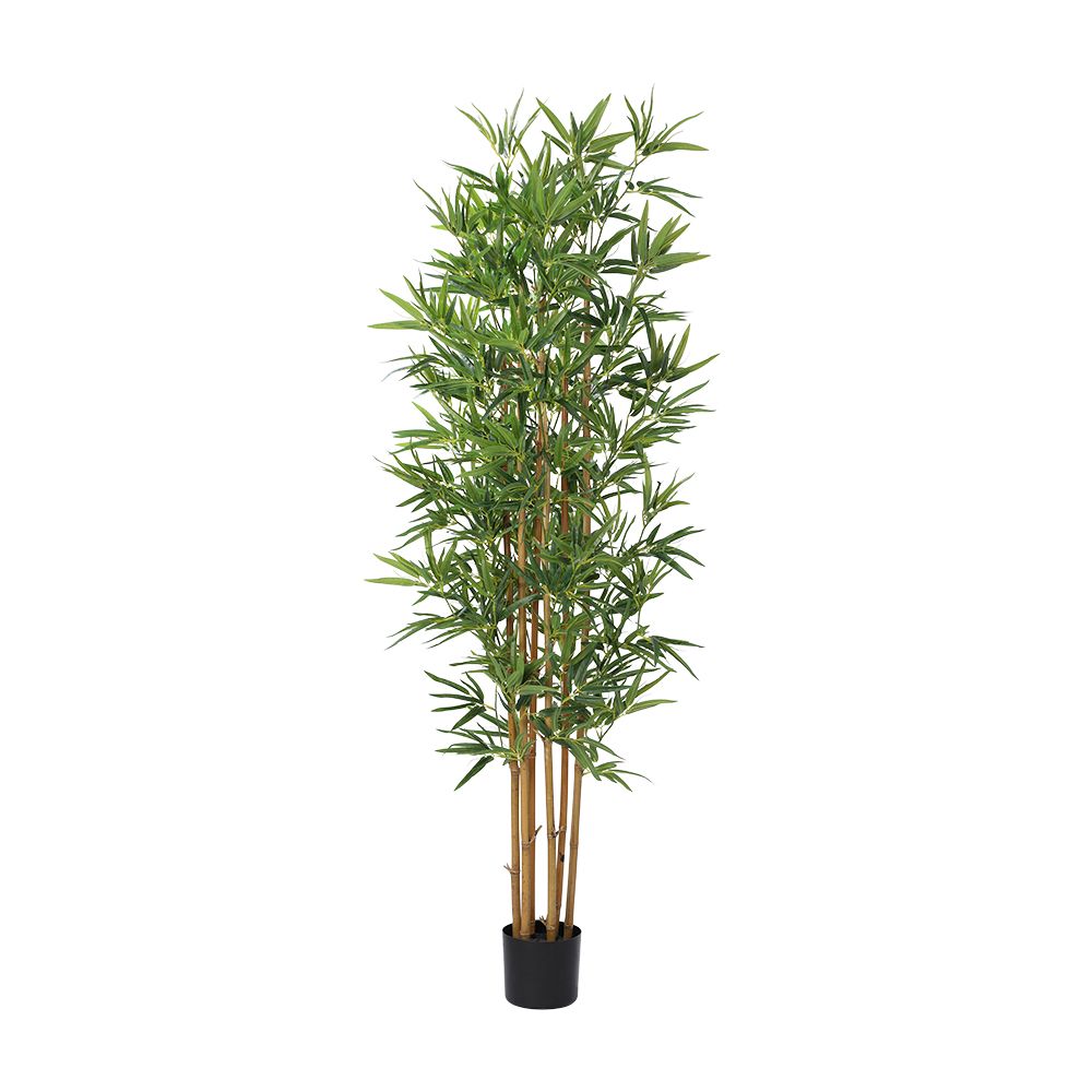 Model 180 cm - Green/
