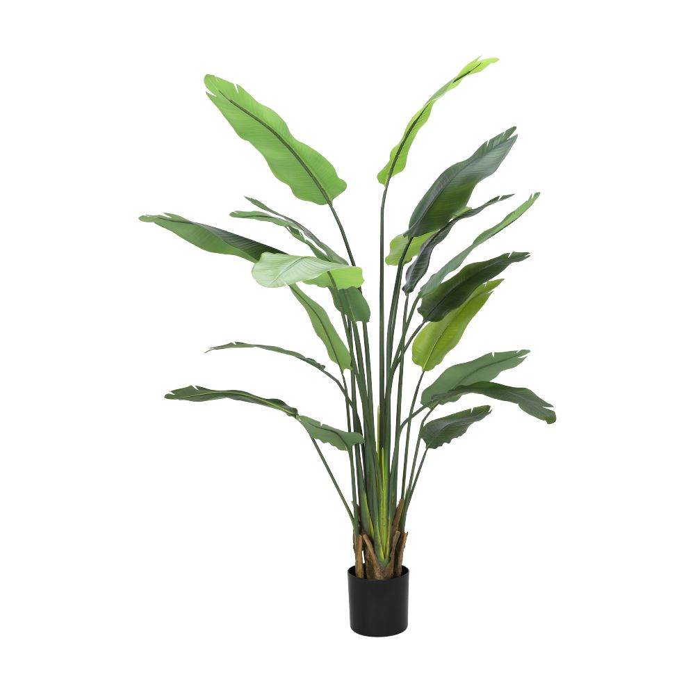 Bird of Paradise tree in a pot, Model Litsia, height 180 cm - Green