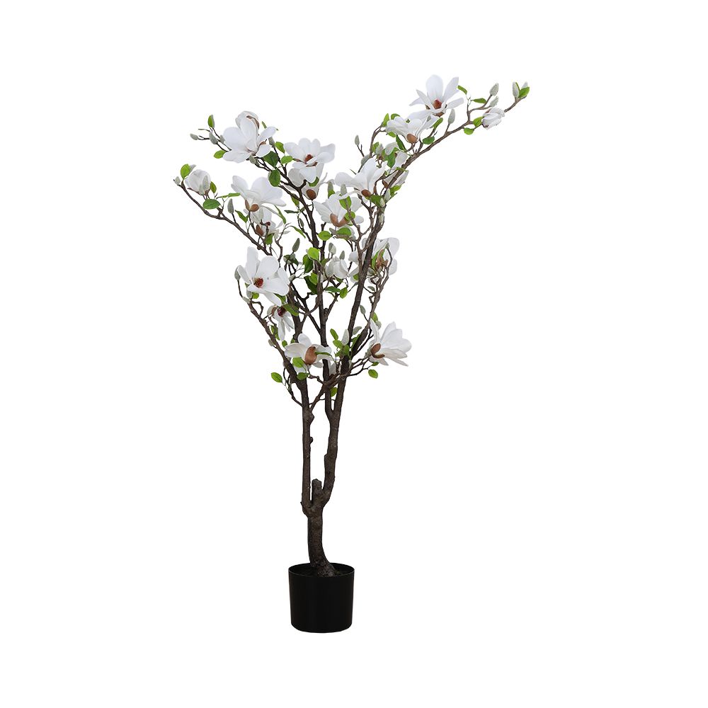 Magnolia tree in a pot, Model Magnolia - White/Green