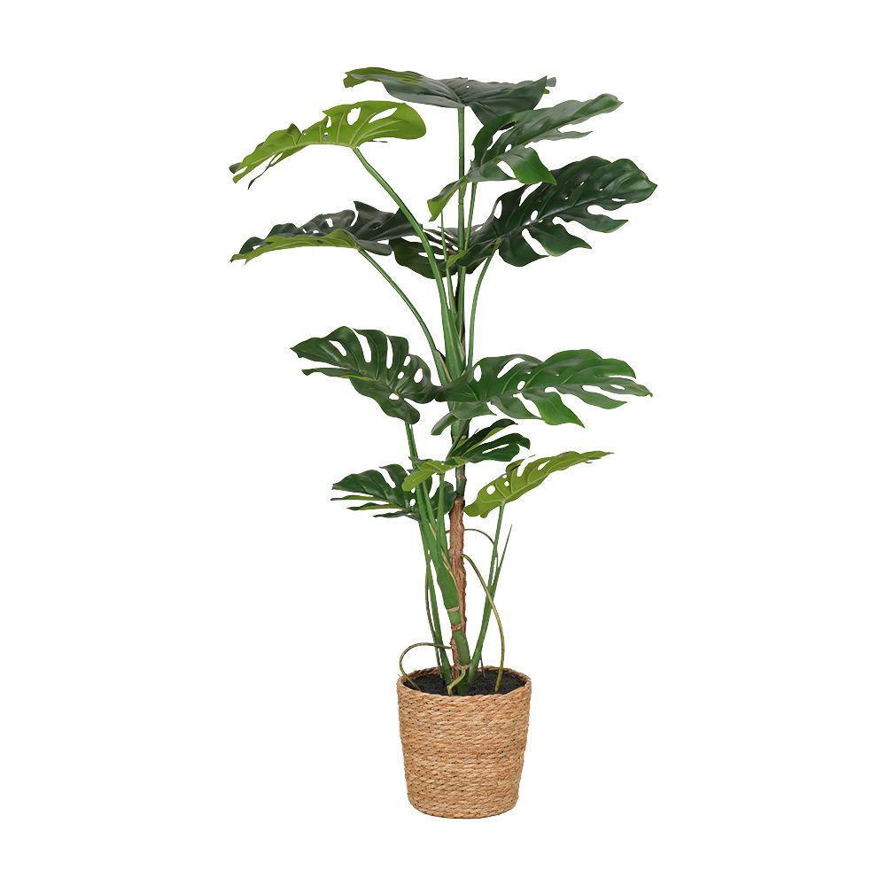 Model - Green/